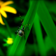 Illustration for article titled Shooting Challenge: Bugs 4